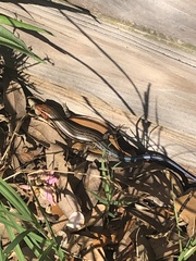 Plestiodon inexpectatus