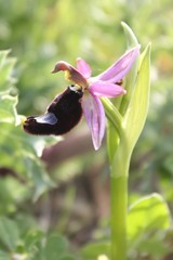 Ophrys bertolonii bertolonii