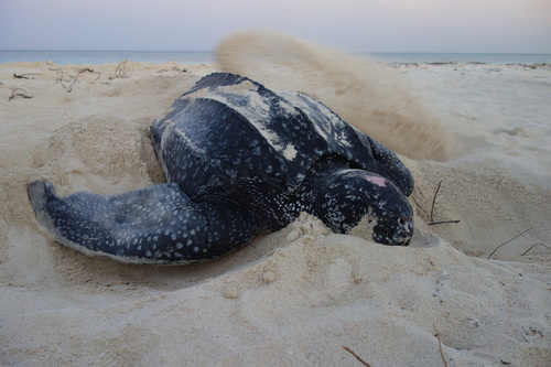 Dermochelys coriacea