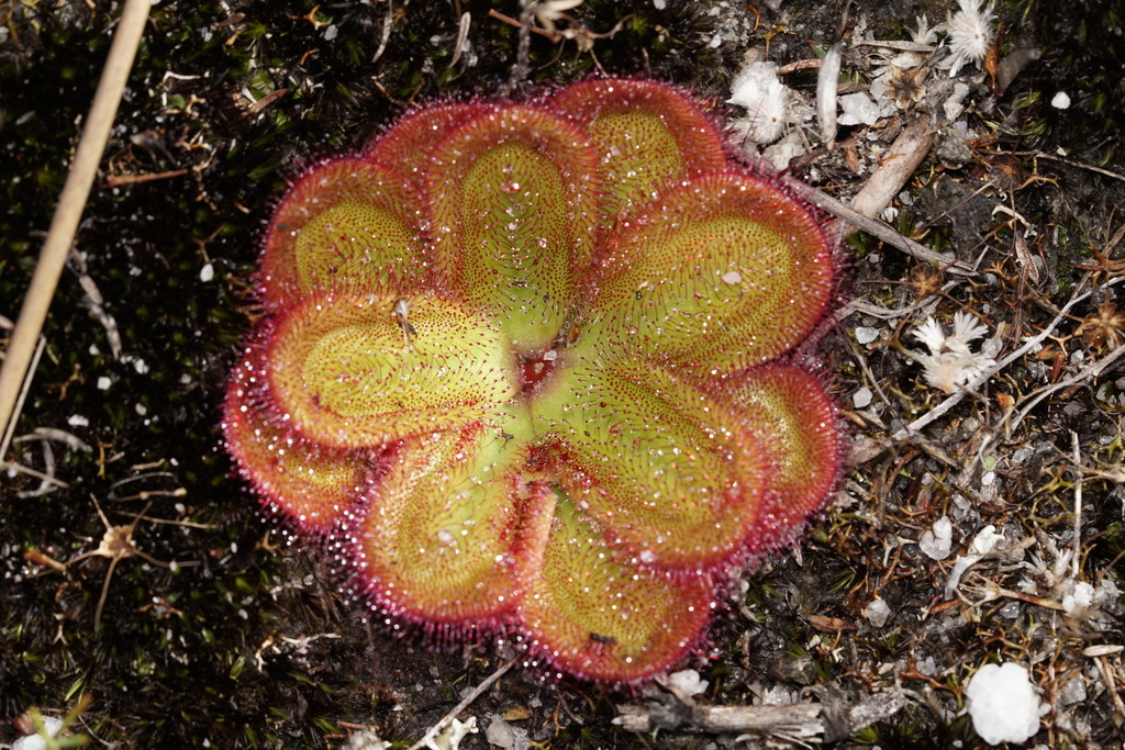 Drosera collina