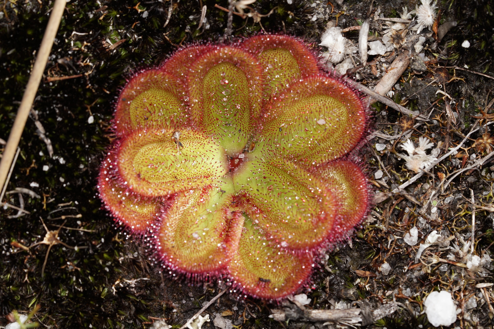 Drosera collina (N.G.Marchant & Lowrie) Lowrie 3