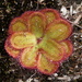 Drosera collina - Photo (c) Dustyn and Catherine, some rights reserved (CC BY-NC), uploaded by Dustyn and Catherine