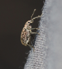 Polydrusus pilosus