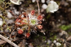 Drosera roseana