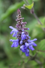 Salvia
