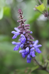 Salvia