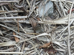 Palaeonympha opalina