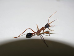 Myrmecia desertorum
