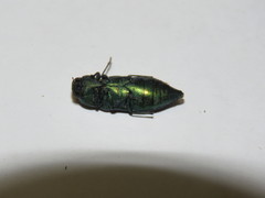 Neobubastes flavovittata