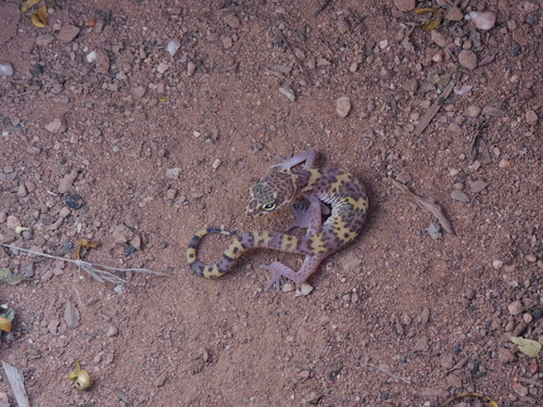 Texas Banded Gecko
