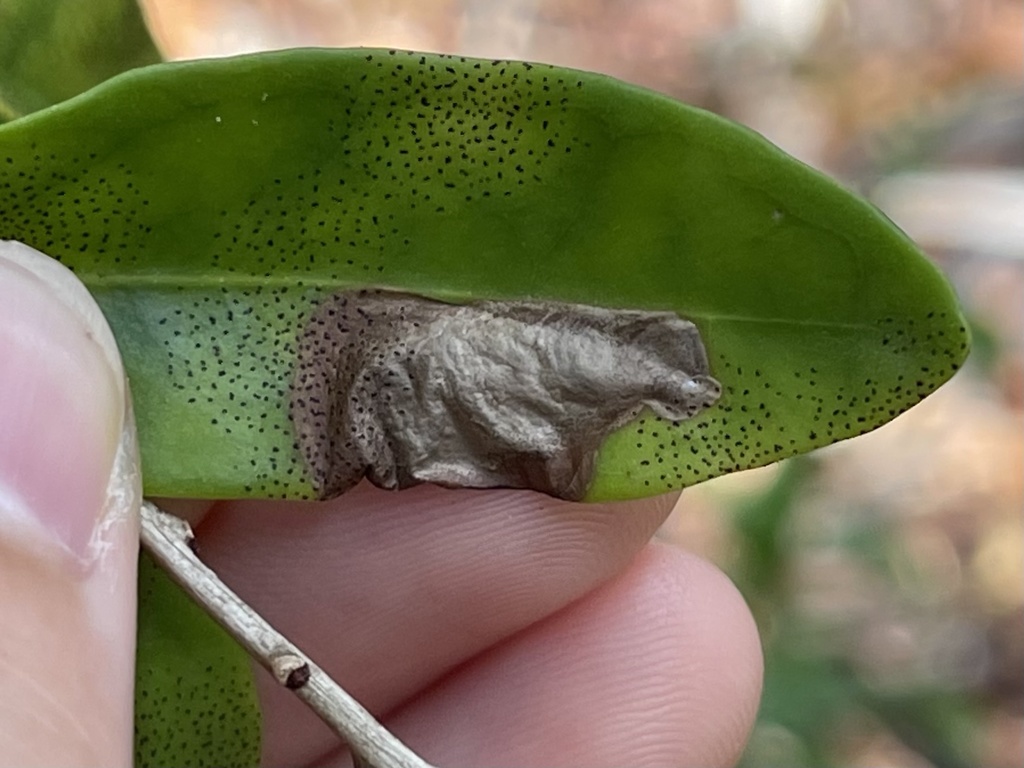 Nealyda phytolaccae