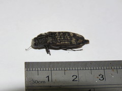 Burnsiellus marmorata