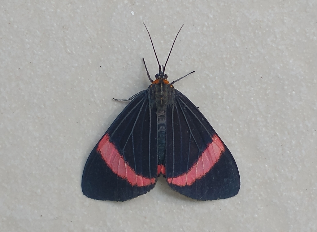 Calodesma jordani