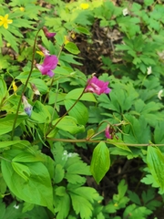 Lathyrus vernus