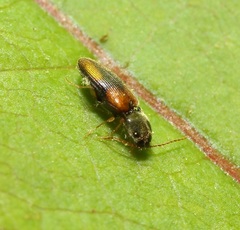 Horistonotus curiatus