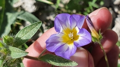 Convolvulus tricolor subsp. cupanianus image