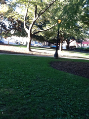 Sciurus carolinensis