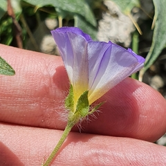 Convolvulus tricolor image