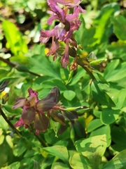 Corydalis cava