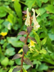 Corydalis cava