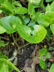 Asarum europaeum
