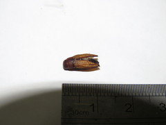 Astraeus polli