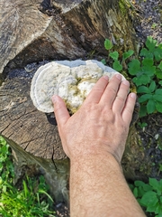 Trametes gibbosa