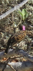 Chlamydera guttata