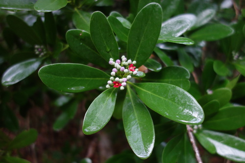 wild cinnamon (Canella winterana)