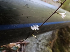 Ainsliaea macroclinidioides