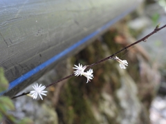 Ainsliaea macroclinidioides