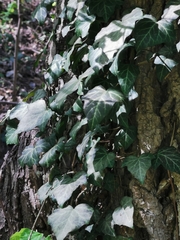 Hedera helix