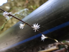 Ainsliaea macroclinidioides