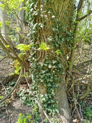 Hedera helix