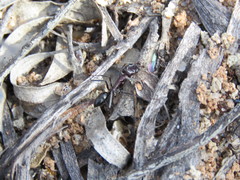 Odontomachus ruficeps