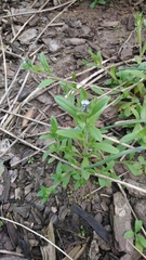Myosotis sparsiflora