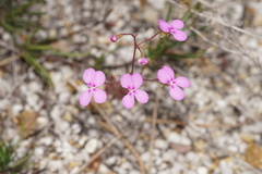 Stylidium scandens