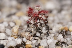 Drosera roseana