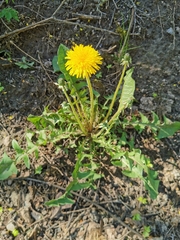 Taraxacum officinale