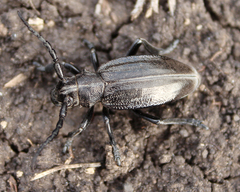 Dorcadion carinatum
