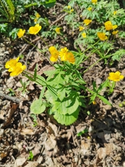 Ranunculus cassubicus