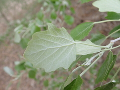 Populus alba
