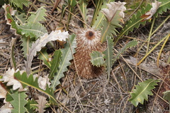 Banksia gardneri