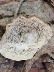 Datronia mollis
