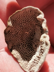 Datronia mollis