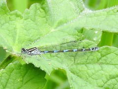 Coenagrion pulchellum
