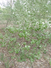 Populus alba