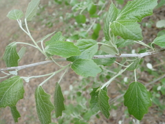 Populus alba