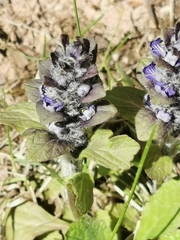 Ajuga genevensis