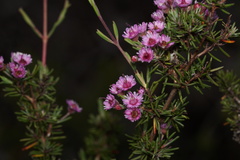 Verticordia plumosa